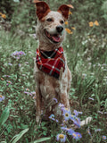 HARLOW - Adjustable Dog Bandana